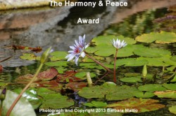harmonypeace