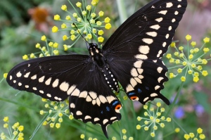 male-black-swallowtail